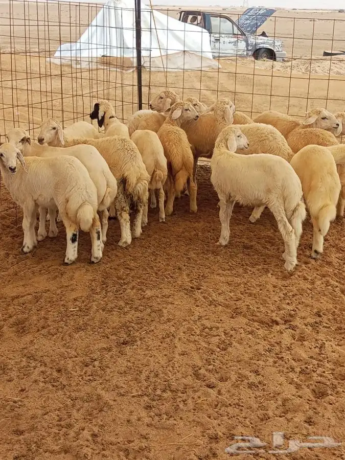 بهم طليان ورخال 3