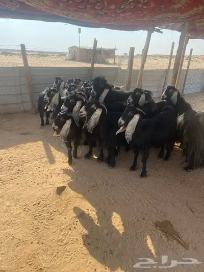 معزاء عوارض للبيع index