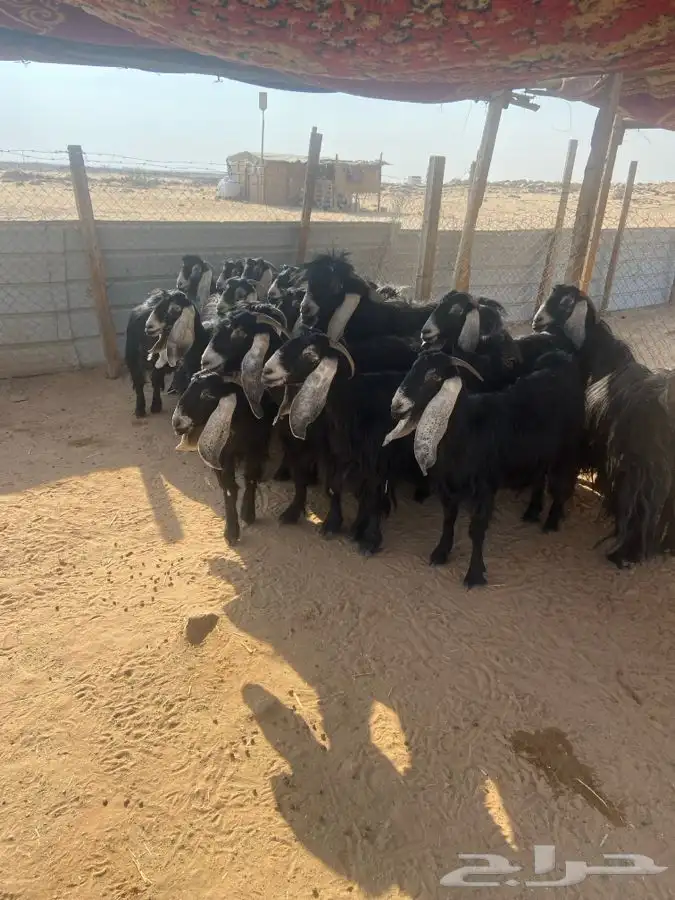 معزاء عوارض للبيع 0