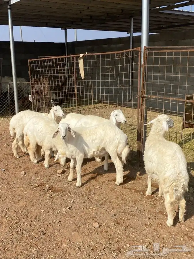 خرفان رخال 1