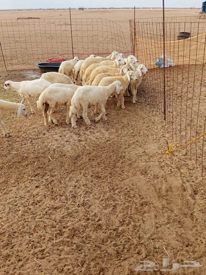 بهم طليان ورخال 7