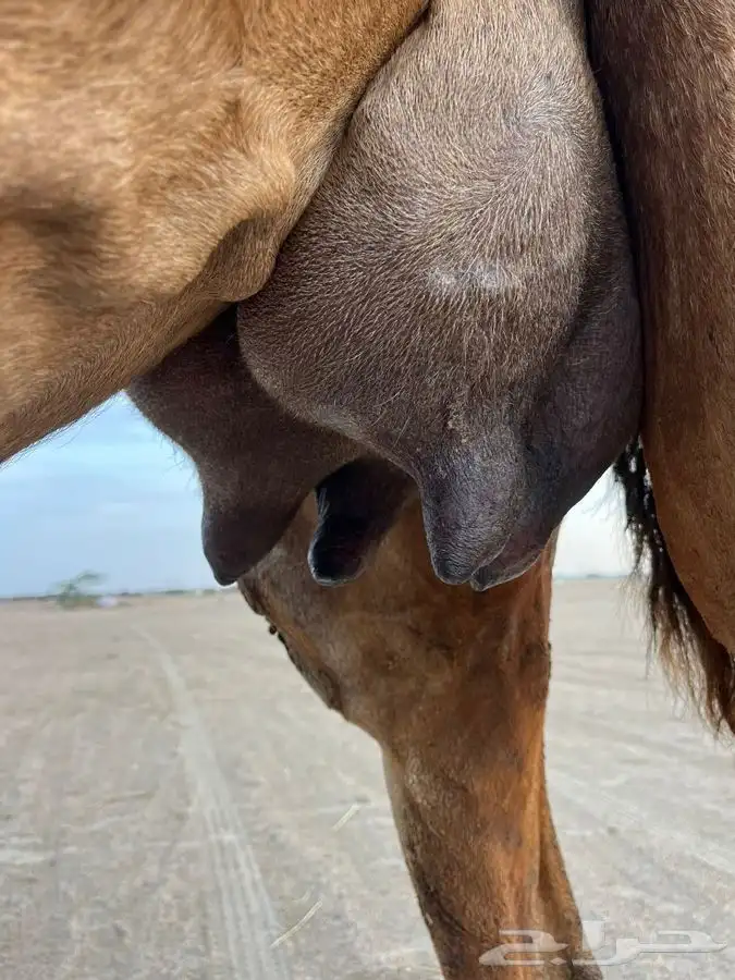 خلفه مصغر كفو حليب سكر وهداوه 3