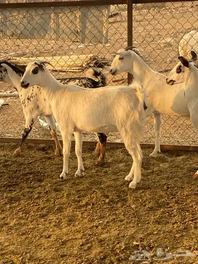 معزا للبيع index