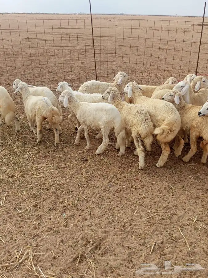 بهم طليان ورخال 5