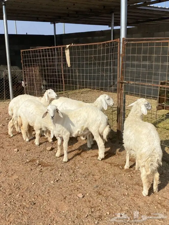 خرفان رخال 0