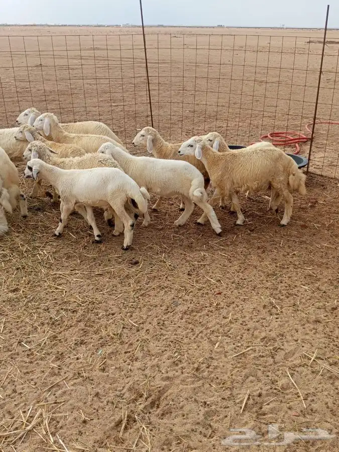 بهم طليان ورخال 9