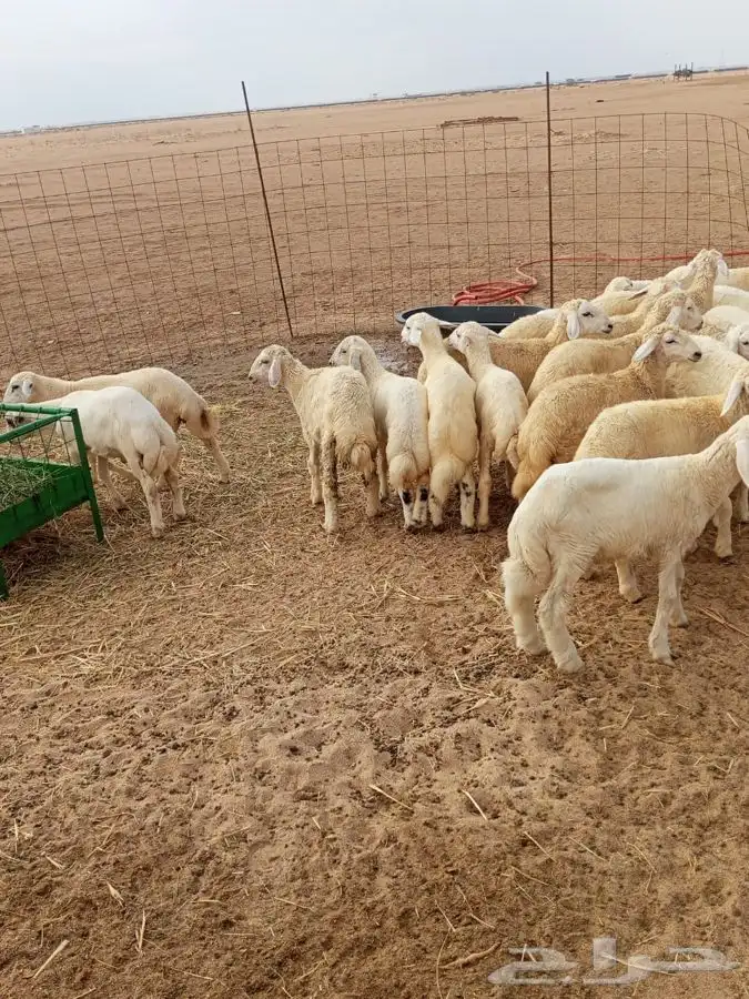 بهم طليان ورخال 4