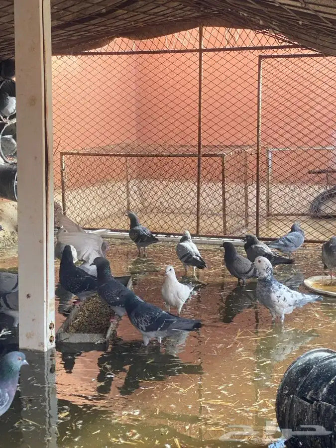 للبيع حمام عدي العددتغريب 40زوج يزود او ينقص 1