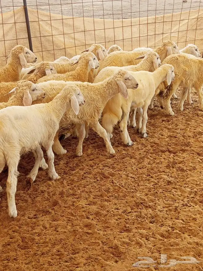 بهم طليان ورخال 6