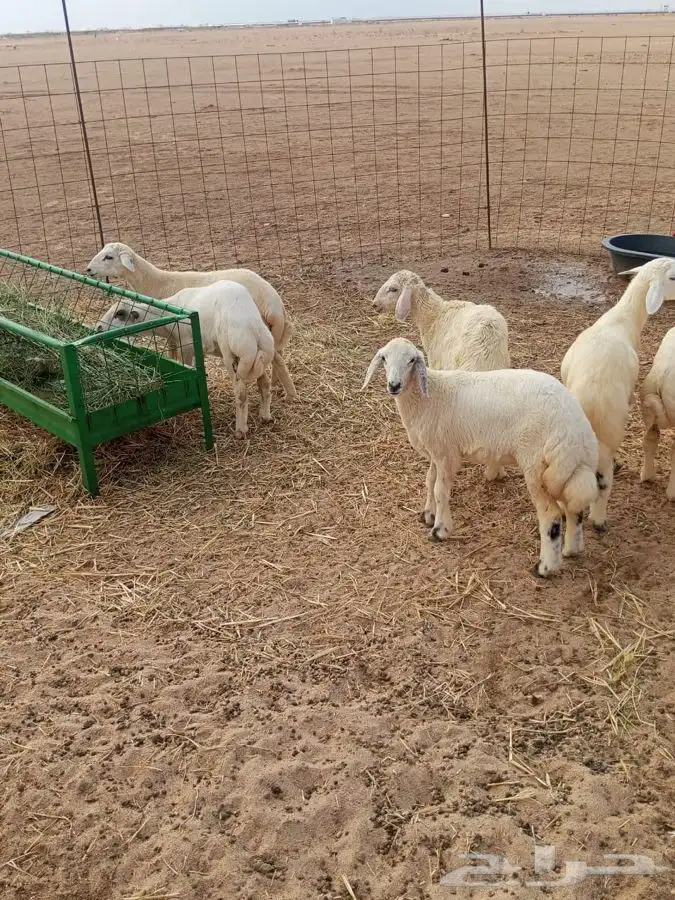 بهم طليان ورخال 10