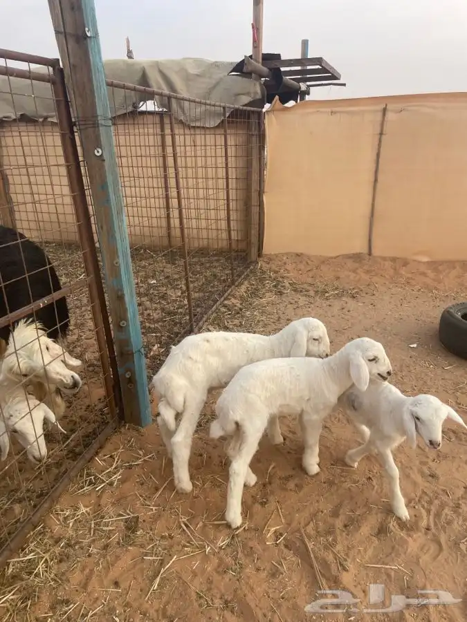 دواغير خروفين ورخل 0