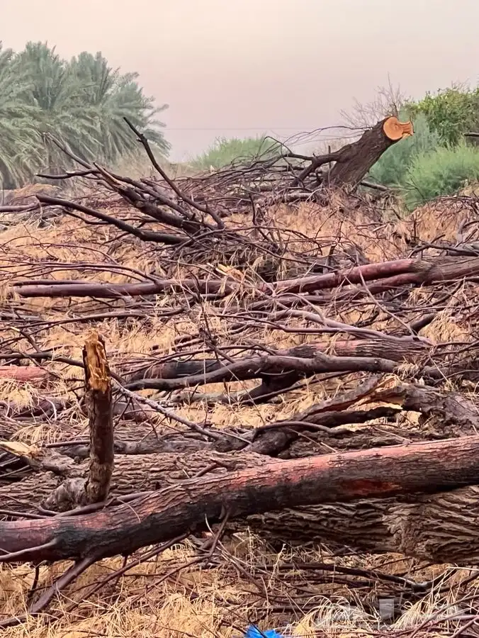 اثل مقصوص وبمكان للبيع 1