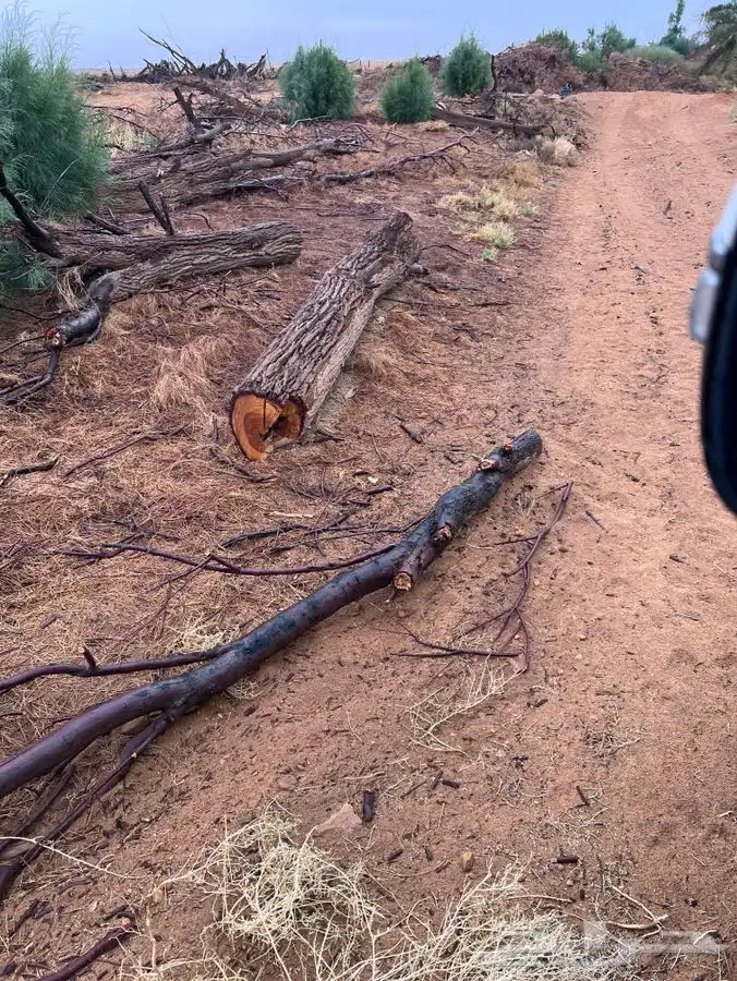 اثل مقصوص وبمكان للبيع 0