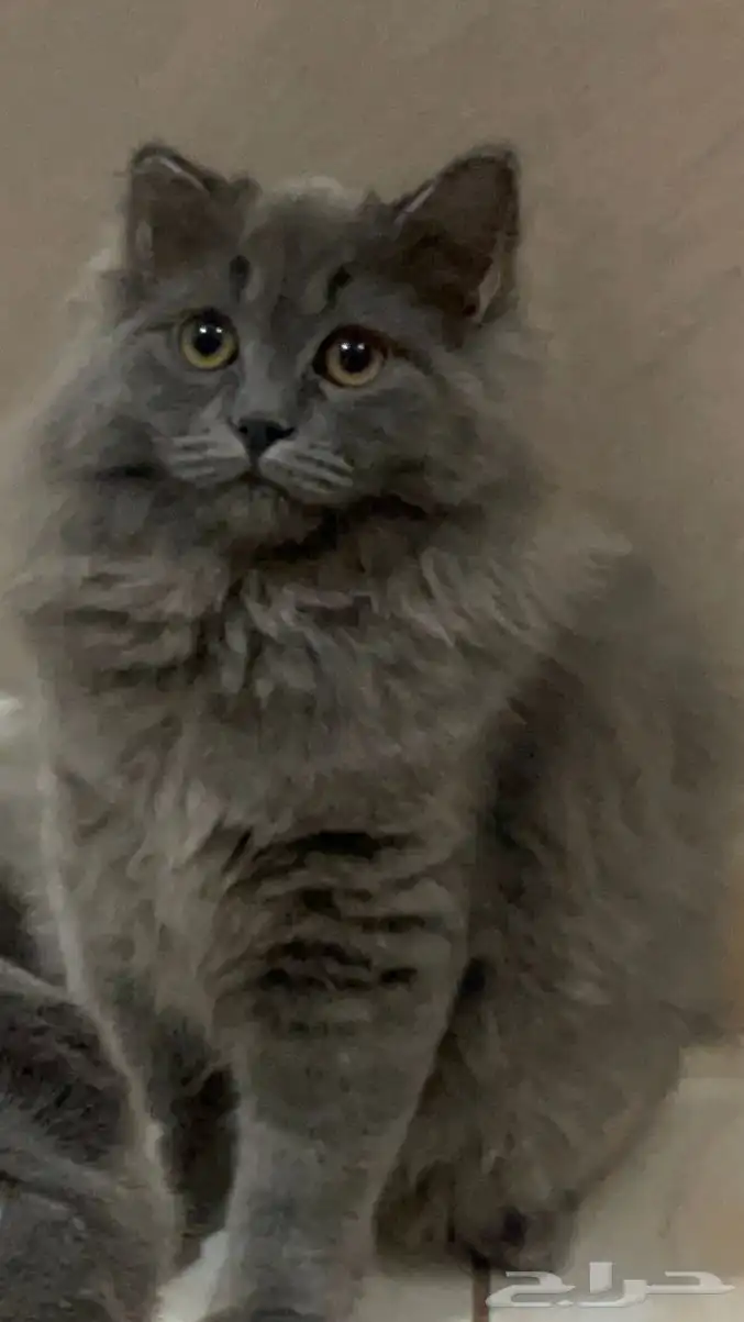 لتبني قطة مكس شيرازي و سكوتش 0