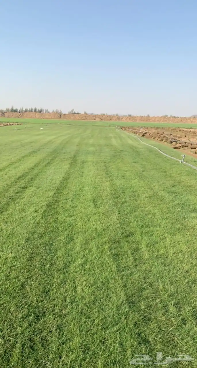 نجيله طبيعي ثيل طبيعي 20