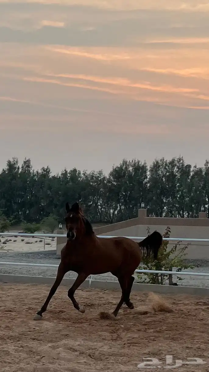 مهر واهو ابن دومنيك ام 6