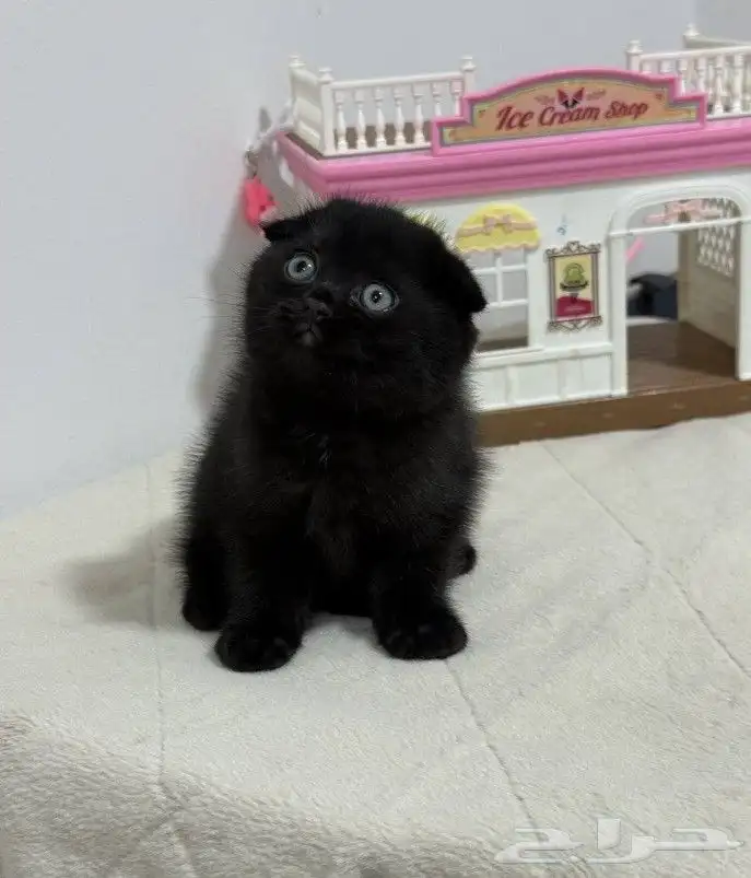 قطط سكوتش فولد وسكوتش ستريت وشيرازي تايقر للتبني برسوم 7