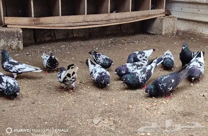 حمام هندي كالوشام طيور مميزة 1