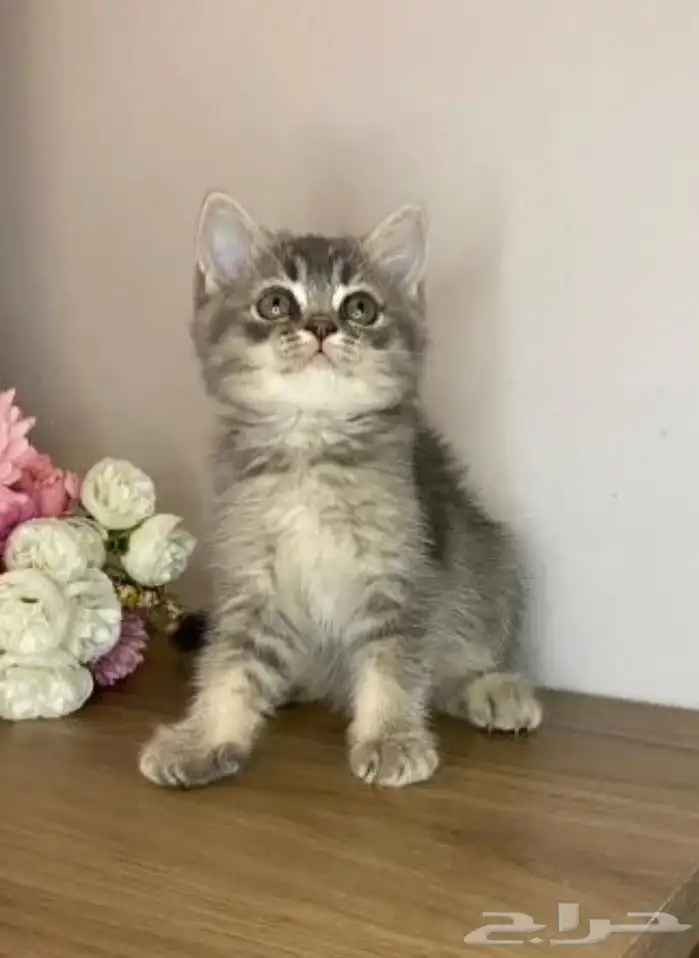 قطط سكوتش فولد وسكوتش ستريت وشيرازي تايقر للتبني برسوم 1