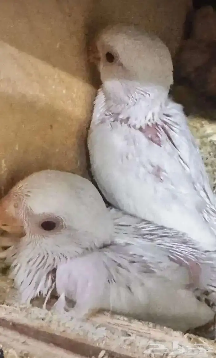 جوز روز البينو صافي تحته 4 فروخ فرصه للمربي والهاوي 1