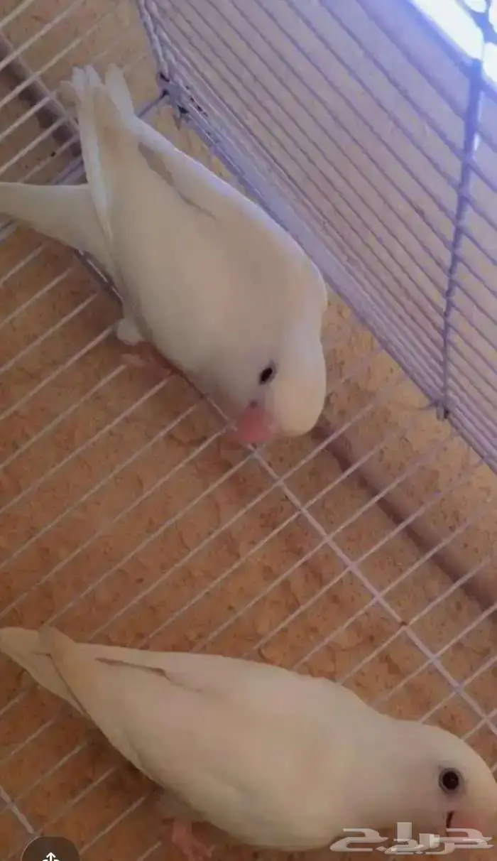 جوز روز البينو صافي تحته 4 فروخ فرصه للمربي والهاوي 2