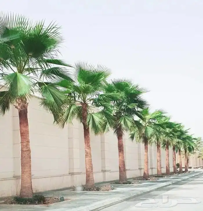 نخل واشنطني نخيل 2