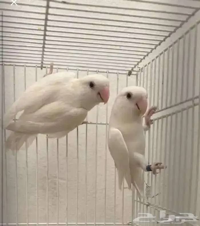 جوز روز البينو صافي تحته 4 فروخ فرصه للمربي والهاوي 0