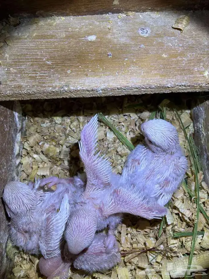 جوز روز البينو صافي تحته 4 فروخ فرصه للمربي والهاوي 4