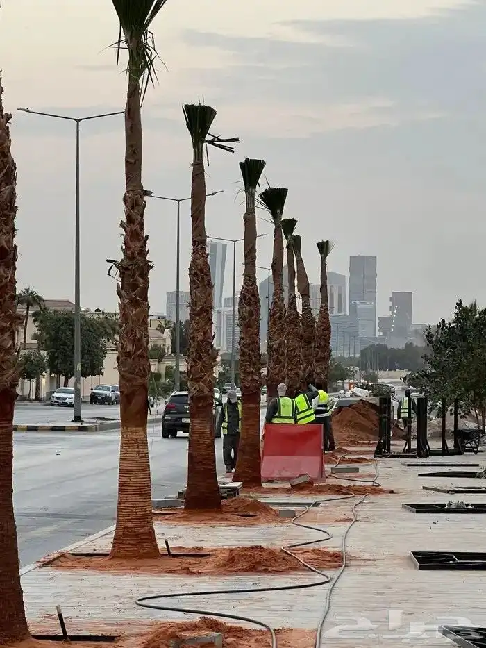 يوجد لدينا نخل عربي والواشنطني من متر الى سبعه متر متوفره 8