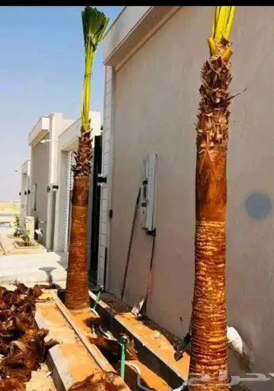 زراعه نخيل واشنطنيا زينه جميع انواع المقاسات index