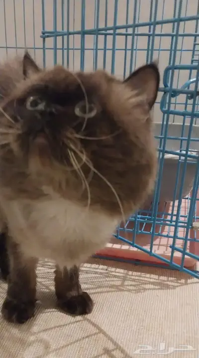 قط   بسه للتبني index