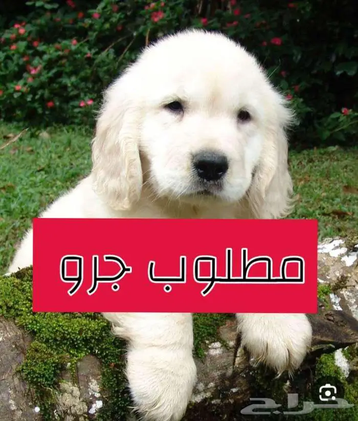 مطلوب جرو كلب للحراسة اعزكم الله 0