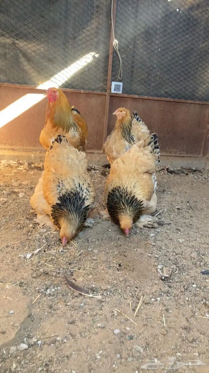 دجاج براهما مستويات طيبه للبيع . 1