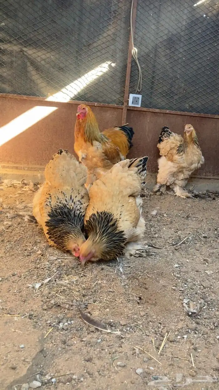 دجاج براهما مستويات طيبه للبيع . 0