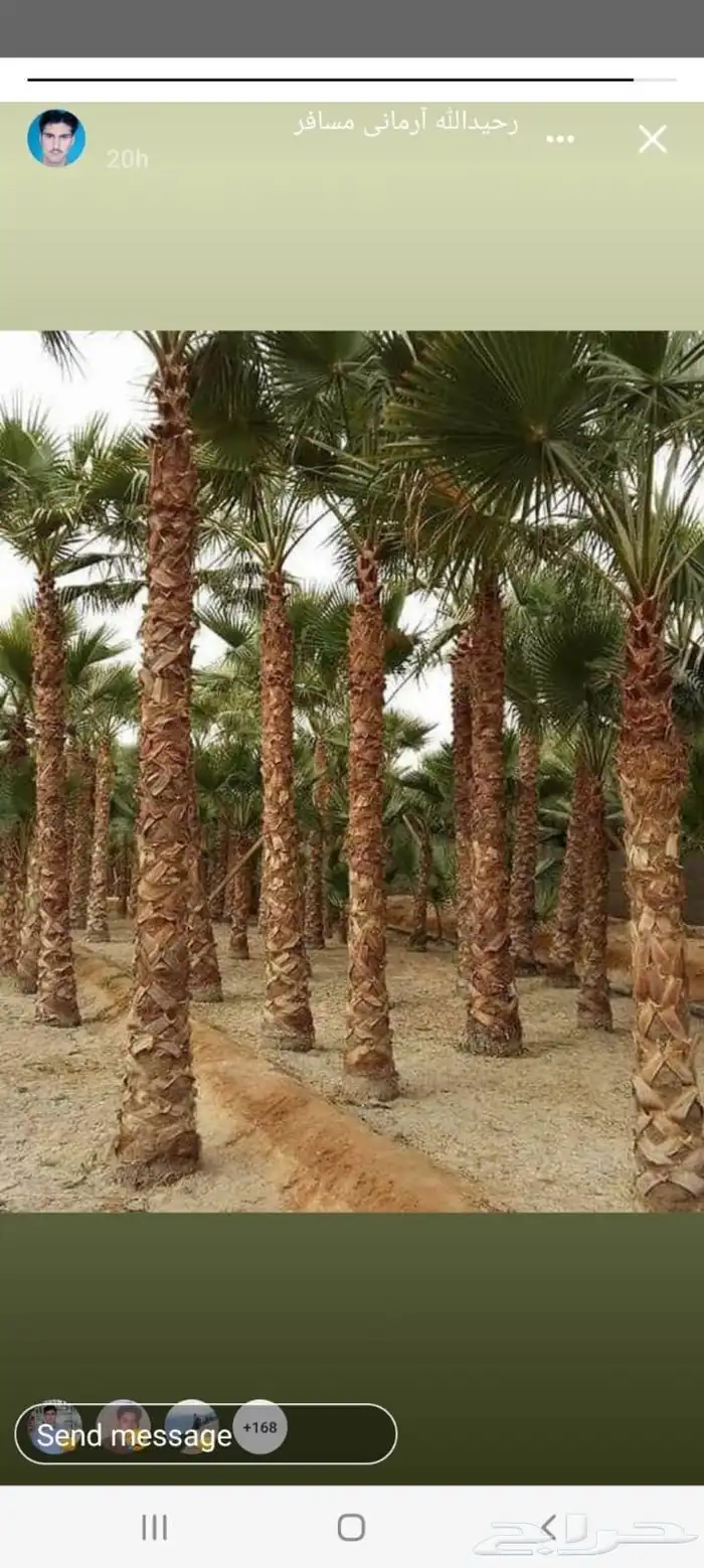 زراعة نخيل عربي واشنطني واعمال الشبوك وتوريدها 4