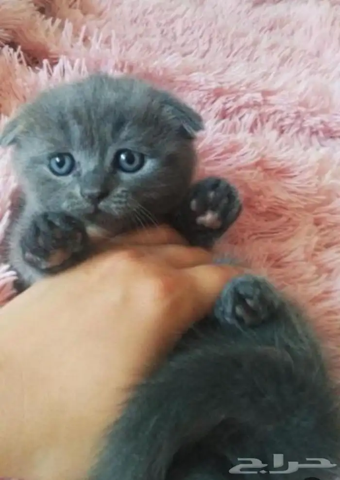 قطط سكوتش فولد وسكوتش ستريت وشيرازي تايقر للتبني برسوم 13