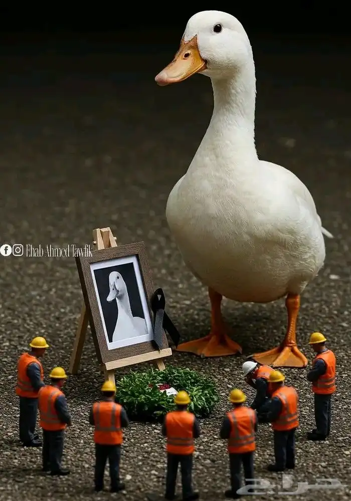 مطلوب بط بكيني لاحم عمر ثلاث وحمام وارنب 0