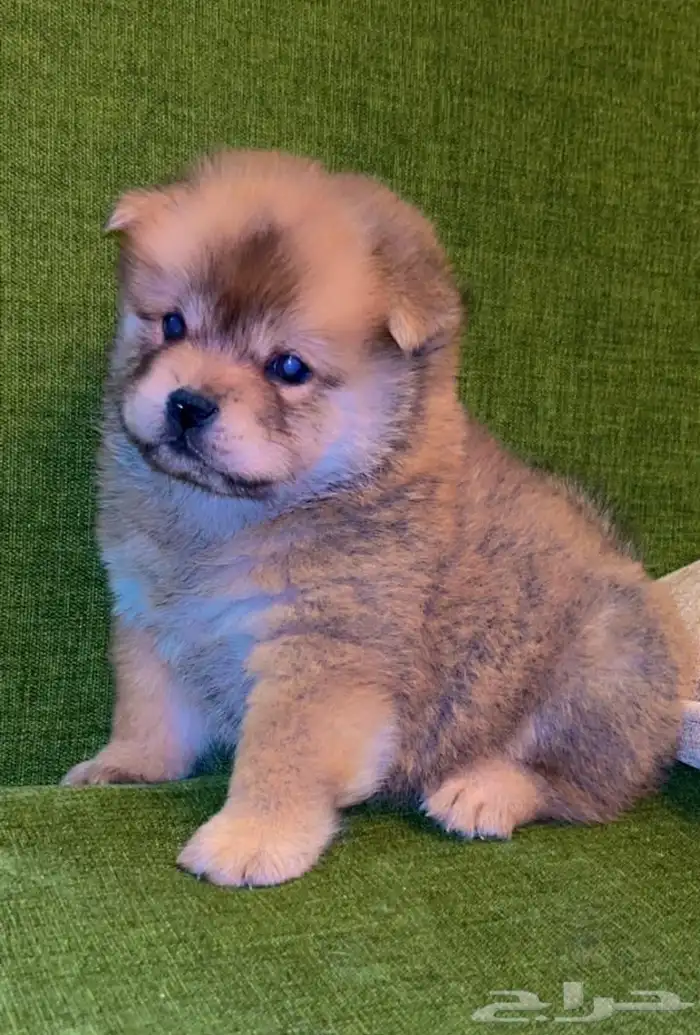 للبيع كلابه تشاو تشاو بيور بيور الأصل والحجم ماشاءالله 2