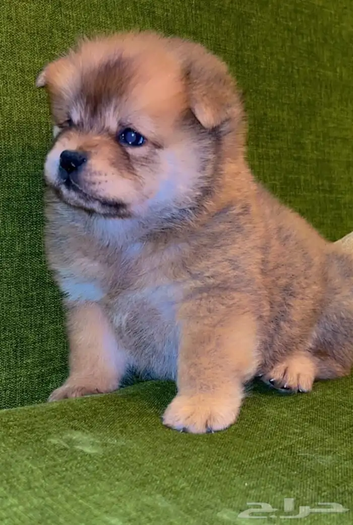 للبيع كلابه تشاو تشاو بيور بيور الأصل والحجم ماشاءالله 6