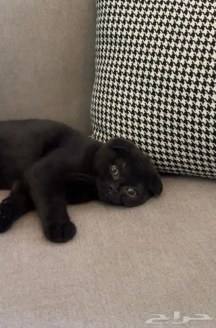 سكوتش فولد 0