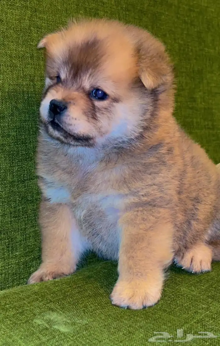 للبيع كلابه تشاو تشاو بيور بيور الأصل والحجم ماشاءالله 4