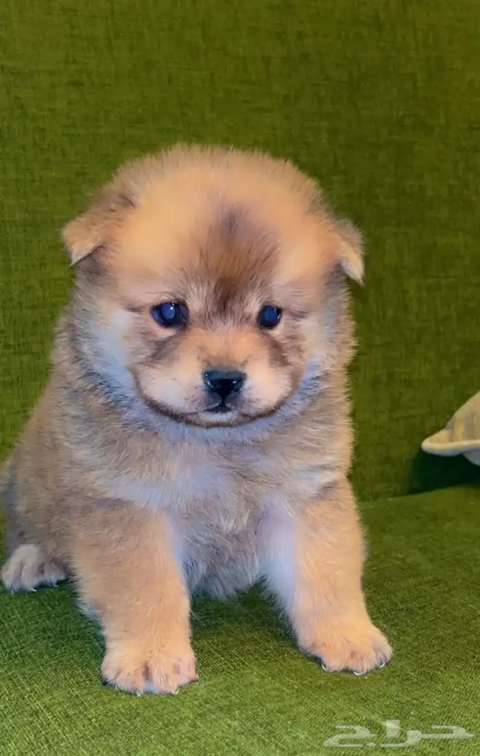 للبيع كلابه تشاو تشاو بيور بيور الأصل والحجم ماشاءالله 1