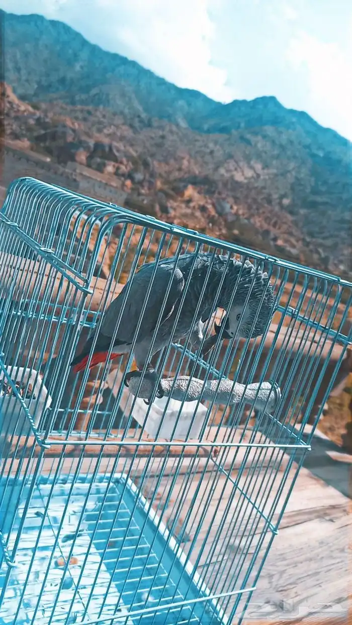 ببغاء كاسكو مفقود عمره 3 سنوات في الجبيل البلد دعواتكم القاه 0