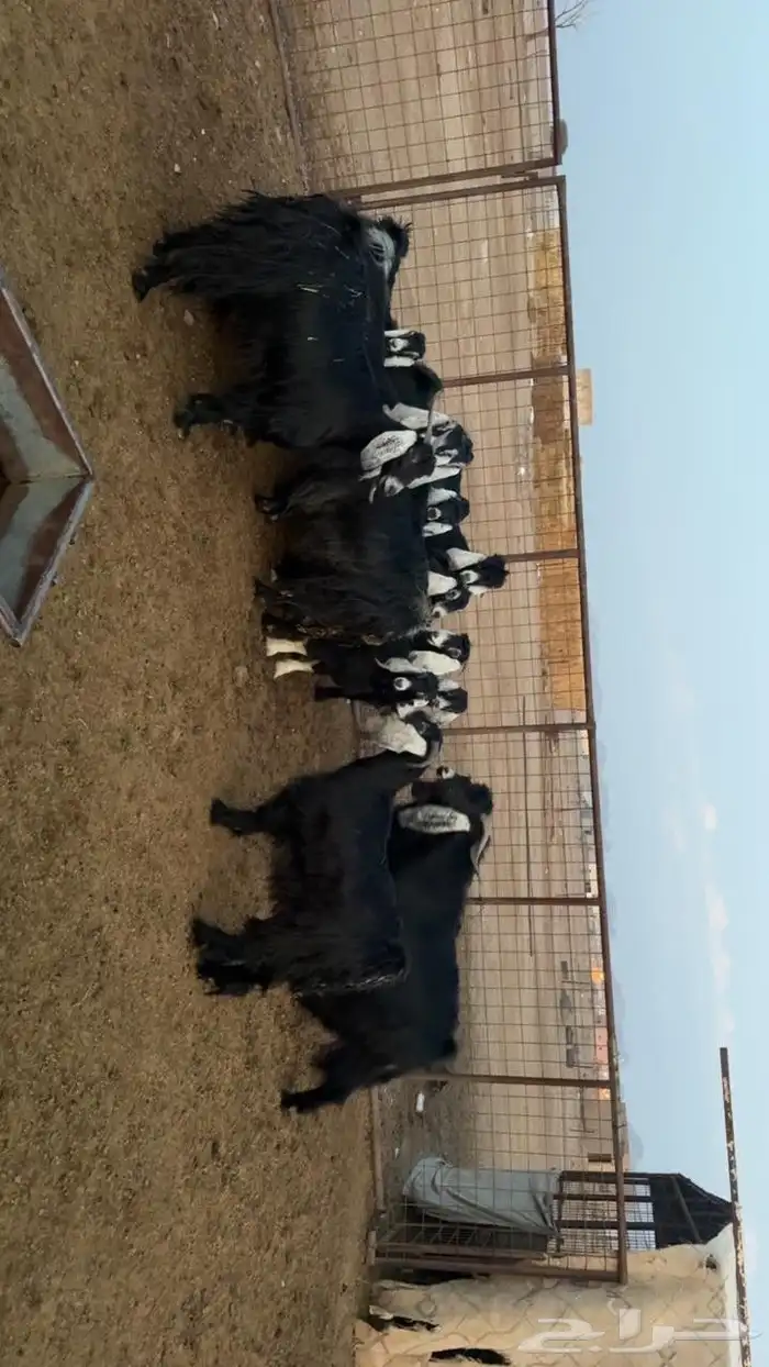 للبيع معزى عددها 18مع فحلها فيها ولد 5 عيالها 7 كلها اشباب 0