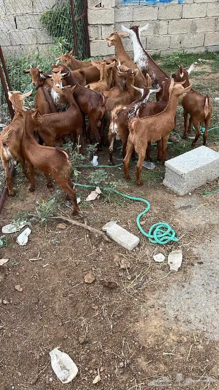 تيوس دهم كله ذكور 2