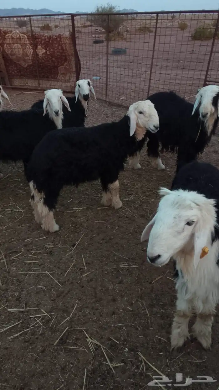 طليان نجد للبيع 0