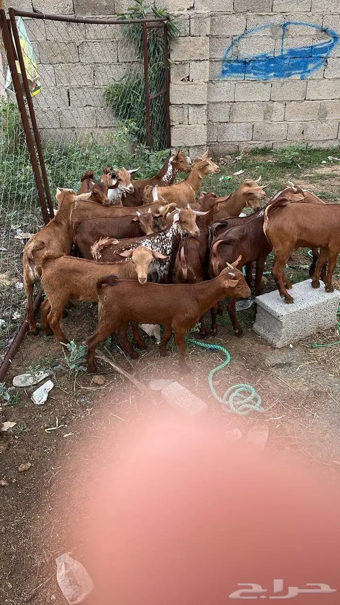 تيوس دهم كله ذكور 1