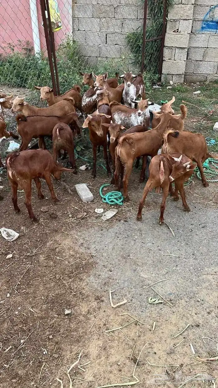 تيوس دهم كله ذكور 4