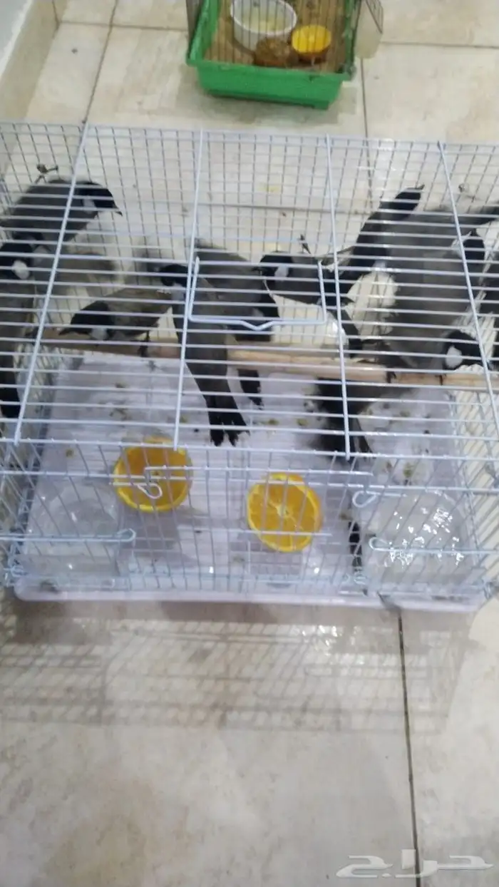 متوفر بلبل صيد البيع 15 الحبه 1