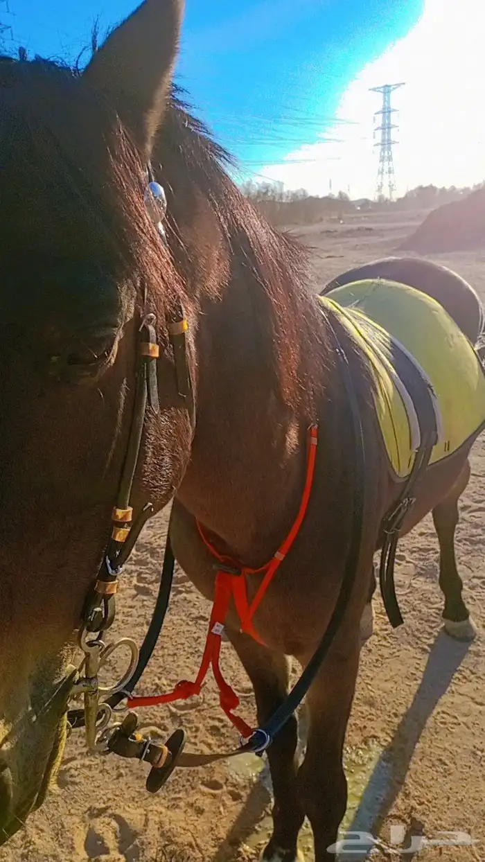 حصان للبيع 0